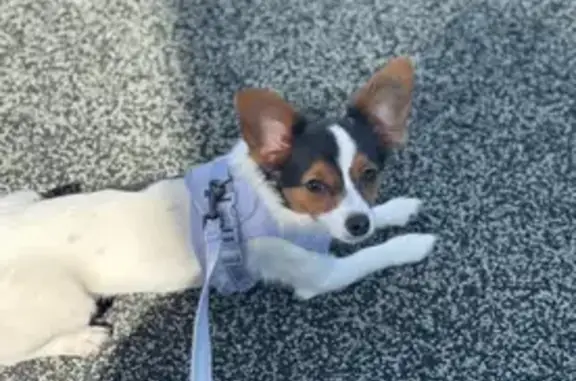 Lost dog, Millbrae