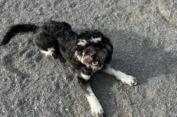Lost dog, West Haven