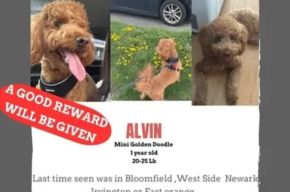 Lost dog