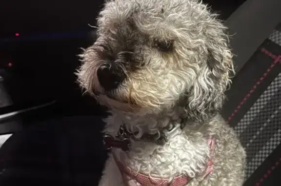 Lost dog