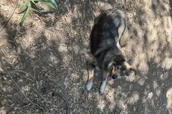 Found dog