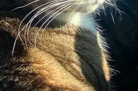 Lost cat, Lakewood
