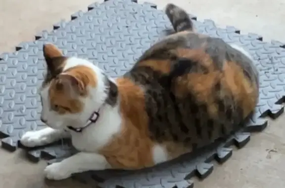 Lost cat, Pine Bluff