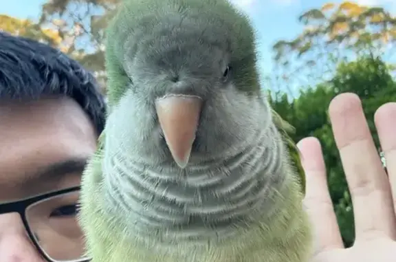 Lost bird, Hornsby Shire