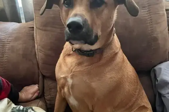 Lost dog