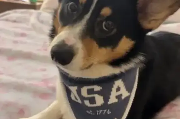 Lost dog, St. Louis