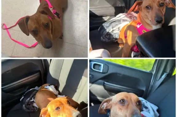 Lost dog