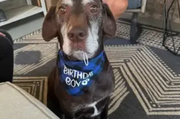 Lost dog, Danville