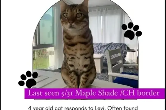 Lost cat