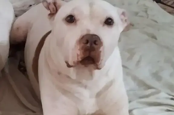 cachorro desaparecida