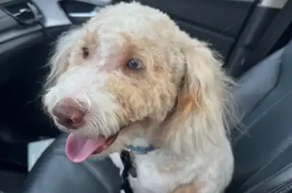 Lost dog, Stafford Courthouse