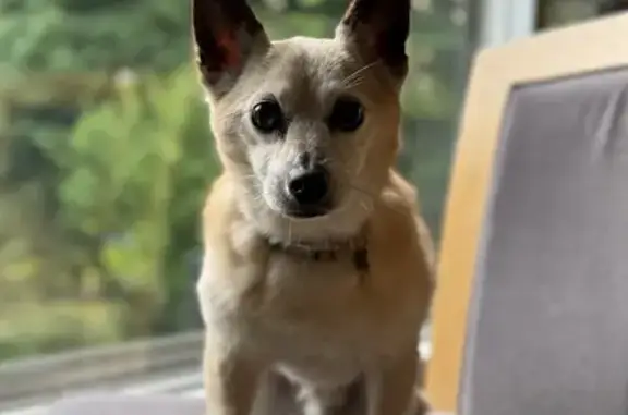 Lost dog, Kalamazoo