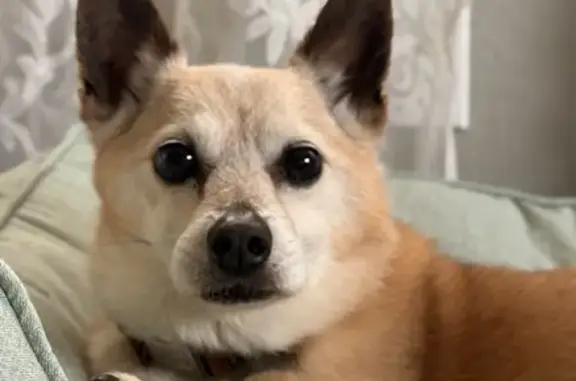 Lost dog, Kalamazoo