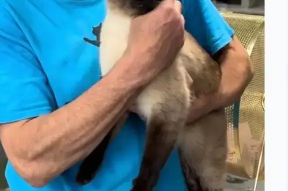 Lost cat, Narragansett Pier