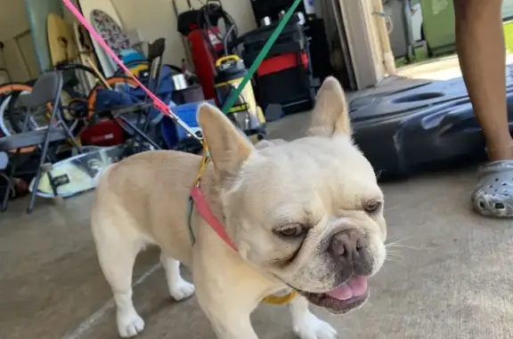 Lost dog, Honolulu
