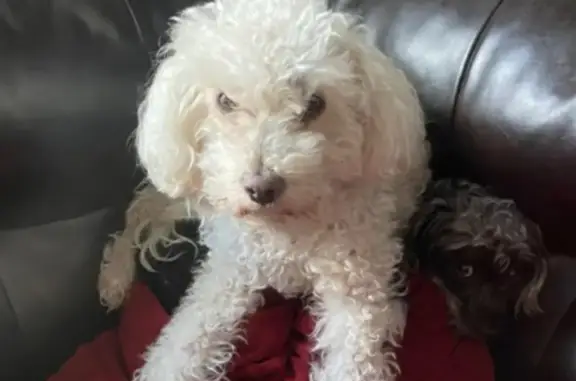 Lost dog, San Jose