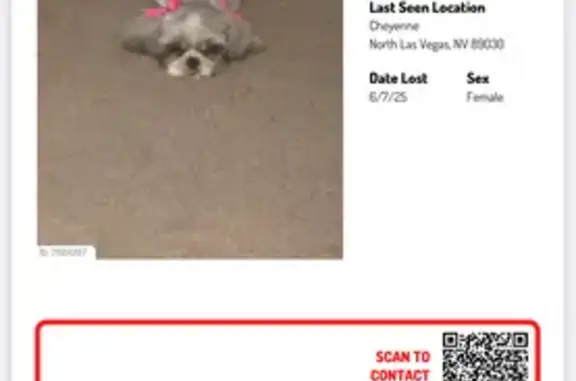 Lost dog, North Las Vegas