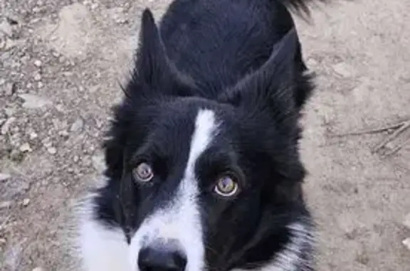 Chien disparu Garçon, Fourques (fl553940) - photo