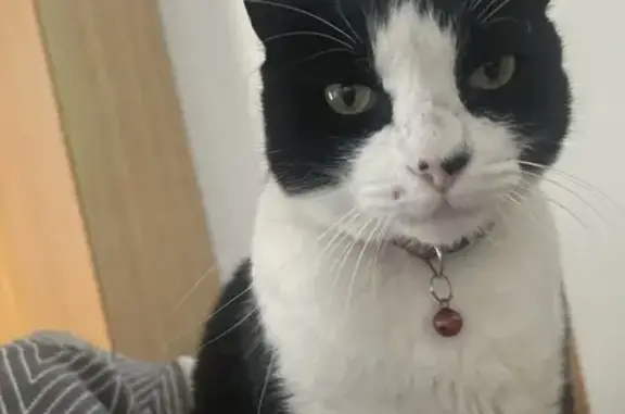 Lost cat, Carlsbad
