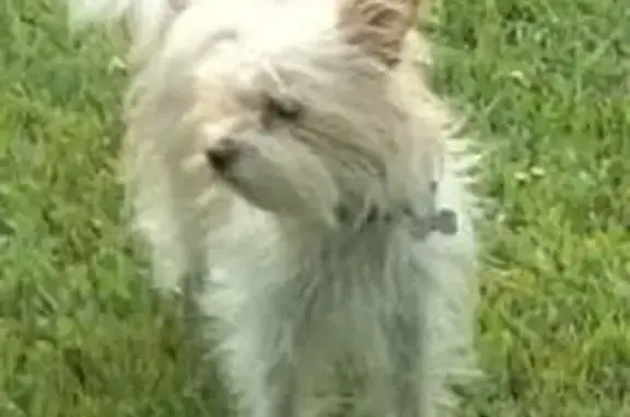 perro perdida, Ciudad Nezahualcoyotl
