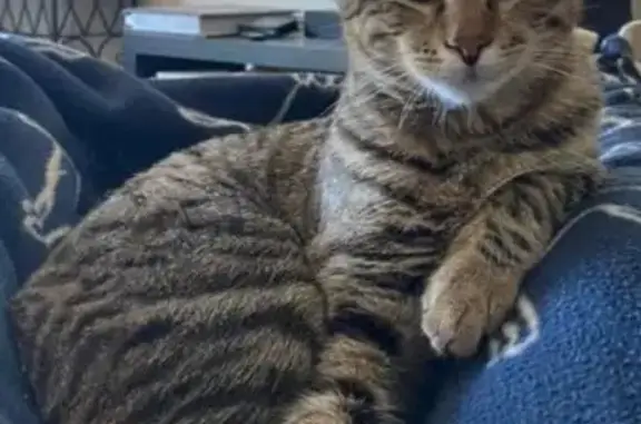 Lost cat, Lakeside