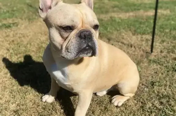 Chien perdu Montendre, photo : Chien disparu Garçon, Montendre (fl553947)