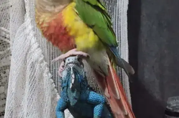 Lost bird, Adelaide