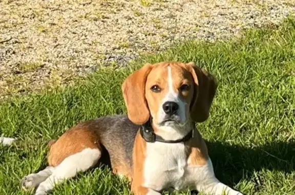 Chien perdu , photo : Chien disparu Garçon (fl553950)