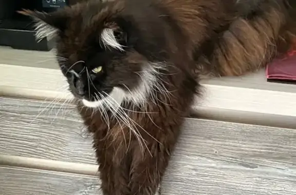 Chat perdu, Saint-Maixant, photo: Chat disparu Fille, Saint-Maixant (fl553951)