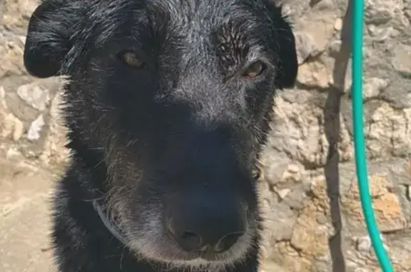 perro perdida