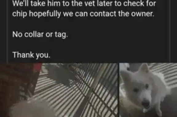 Lost dog, Swan