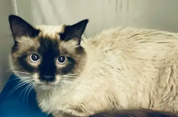 gato encontrada, Cordoba