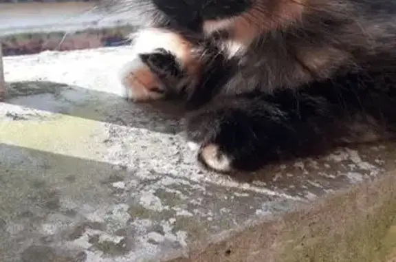 Animaux trouvés La Canourgue, photo: Chat trouvé Fille, La Canourgue (ff553956)