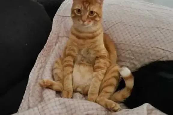 gato perdida, Talavera de la Reina
