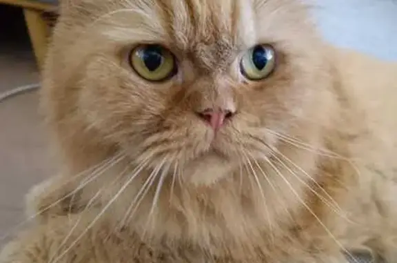 Lost cat, Singapore