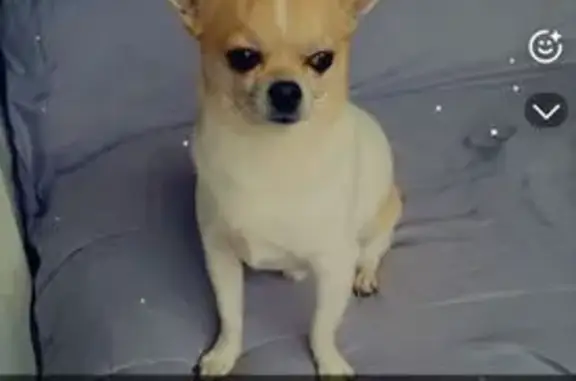 Chien disparu Garçon, Faches-Thumesnil (fl553958) - photo