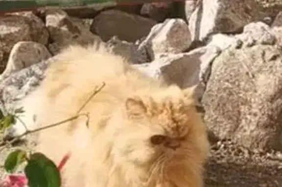 Chat perdu, Condrieu, photo: Chat disparu Fille, Condrieu (fl553961)