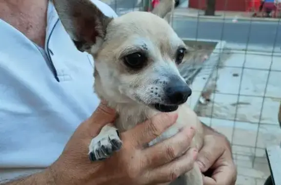 perro encontrada, Huelva