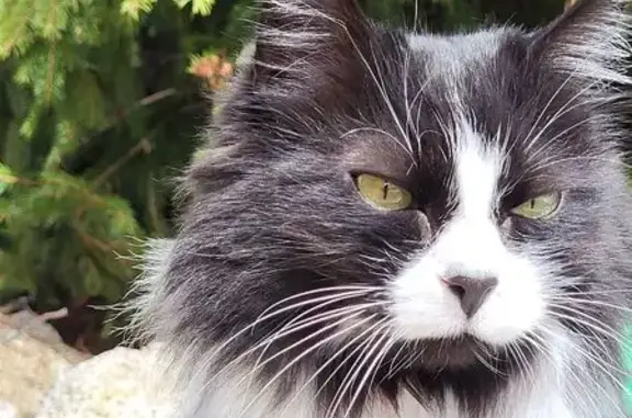 Chat disparu Fille, Villeneuve-lès-Béziers (fl553965) - photo
