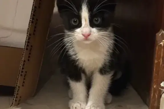 gato encontrada, Sevilla