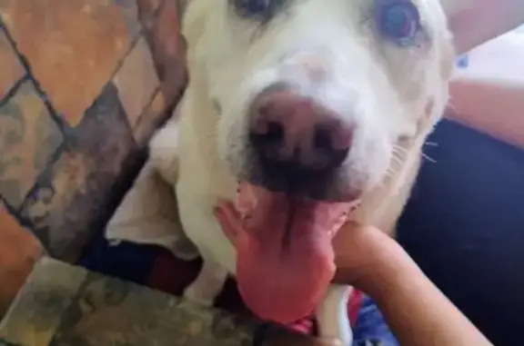 cachorro encontrada