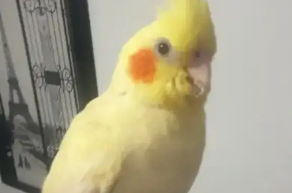 Lost bird