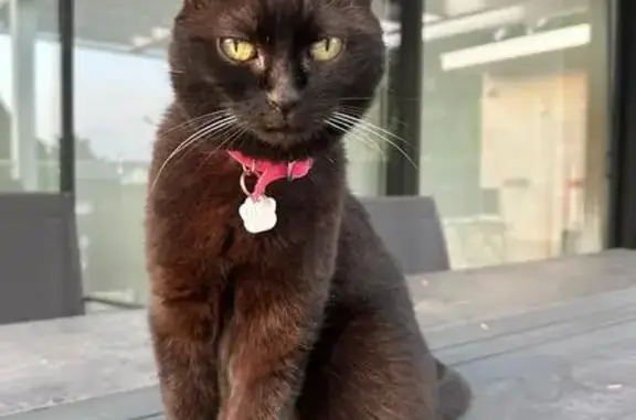 Chat perdu, Mont-Saint-Aignan, photo: Chat disparu Fille, Mont-Saint-Aignan (fl553970)