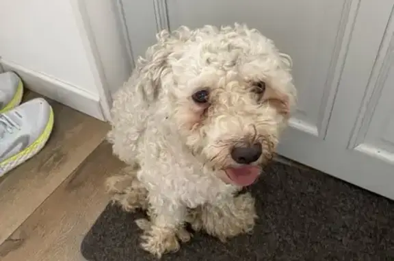 Chien trouvé Fille, Neuvy (ff553973) - photo