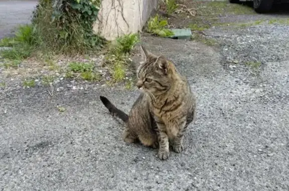Chat trouvé Lourdes, photo: Chat trouvé Fille, Lourdes (ff553974)