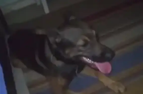 cachorro desaparecida