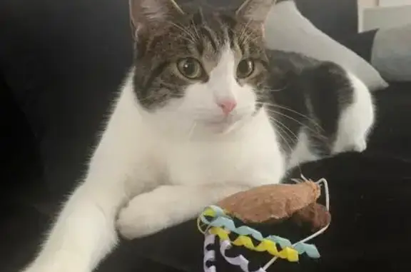 Chat disparu Garçon, Guignes (fl553979) - photo