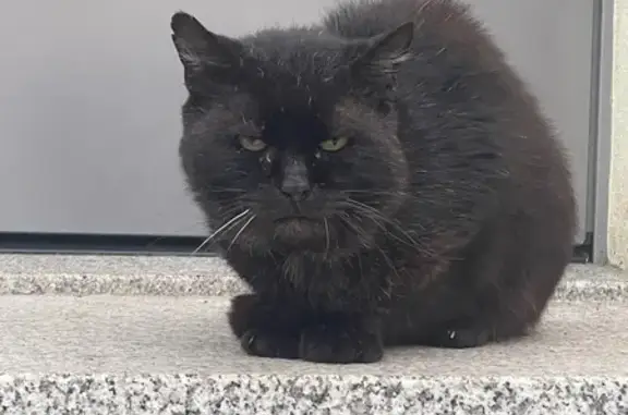 Animaux trouvés , photo: Chat trouvé (ff553980)