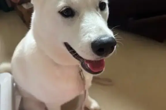 Lost dog, Grandview