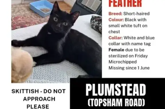 Lost cat, Cape Town